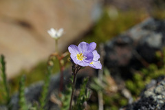 Polemonium pulcherrimum