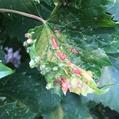 Daktulosphaira vitifoliae