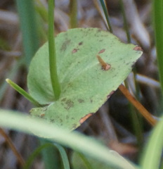 Parnassia palustris
