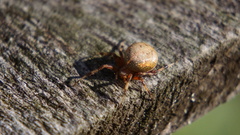 Araneus marmoreus