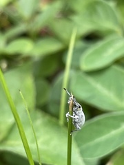 Myllocerus undecimpustulatus