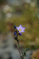 Polemonium pulcherrimum