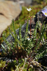 Polemonium pulcherrimum