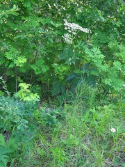 Heracleum dissectum