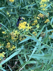 Sphecidae