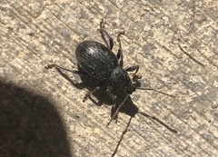 Otiorhynchus meridionalis