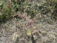 Nepeta grandiflora