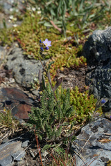 Polemonium pulcherrimum