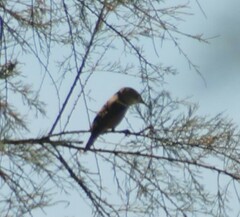 Phylloscopus