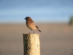 Saxicola rubicola