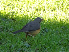 Turdus olivaceus olivaceus