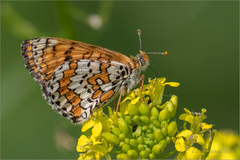 Melitaea cinxia