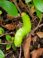 Antheraea polyphemus