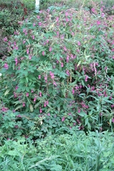 Impatiens glandulifera