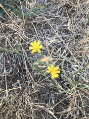 Chondrilla juncea
