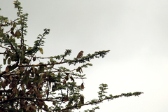 Crithagra reichenowi