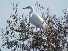 Ardea alba alba