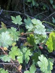 Ribes lacustre