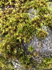 Orthotrichaceae