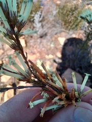 Struthiola