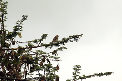 Crithagra reichenowi