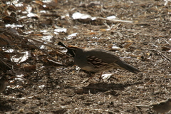 Callipepla gambelii