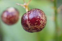Maianthemum dilatatum