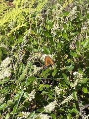 Vanessa virginiensis