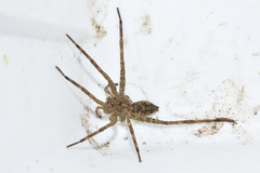 Dolomedes vittatus