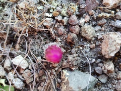 Echinocereus acanthosetus