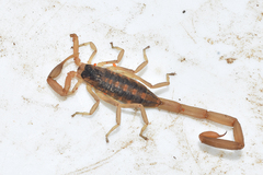 Centruroides vittatus