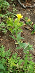 Oenothera parviflora