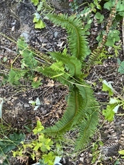 Polystichum munitum