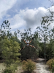 Argiope florida