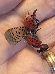 Lycorma delicatula