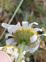 Tripleurospermum