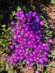 Ruschieae