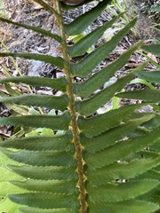 Polystichum munitum