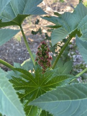 Ricinus communis
