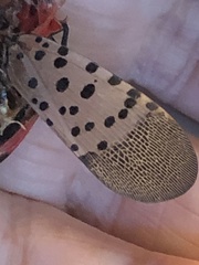 Lycorma delicatula