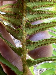 Polystichum munitum