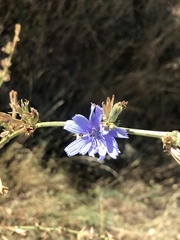 Cichorium intybus