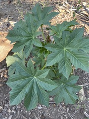 Ricinus communis