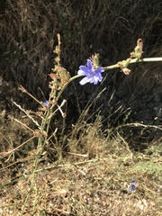 Cichorium intybus