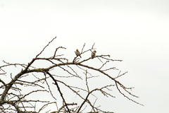 Crithagra reichenowi