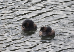 Tachybaptus ruficollis
