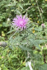 Cirsium discolor