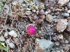 Echinocereus acanthosetus