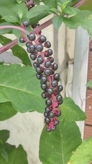 Phytolacca americana