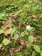 Veronica officinalis